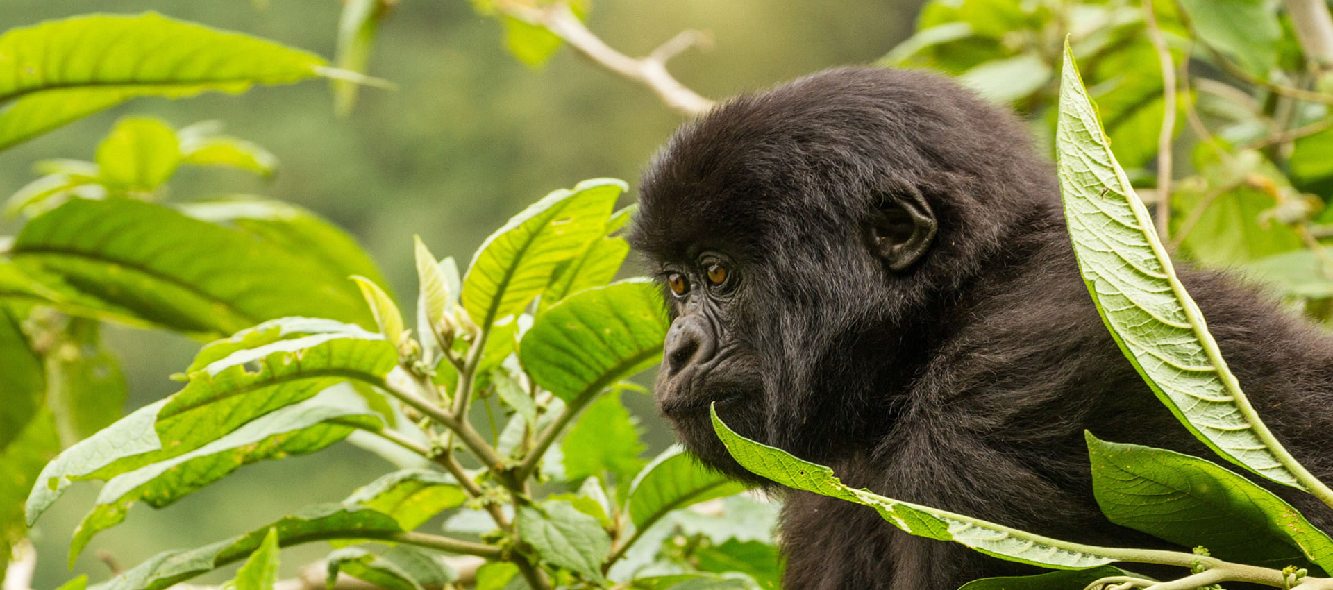 top destinations rwanda