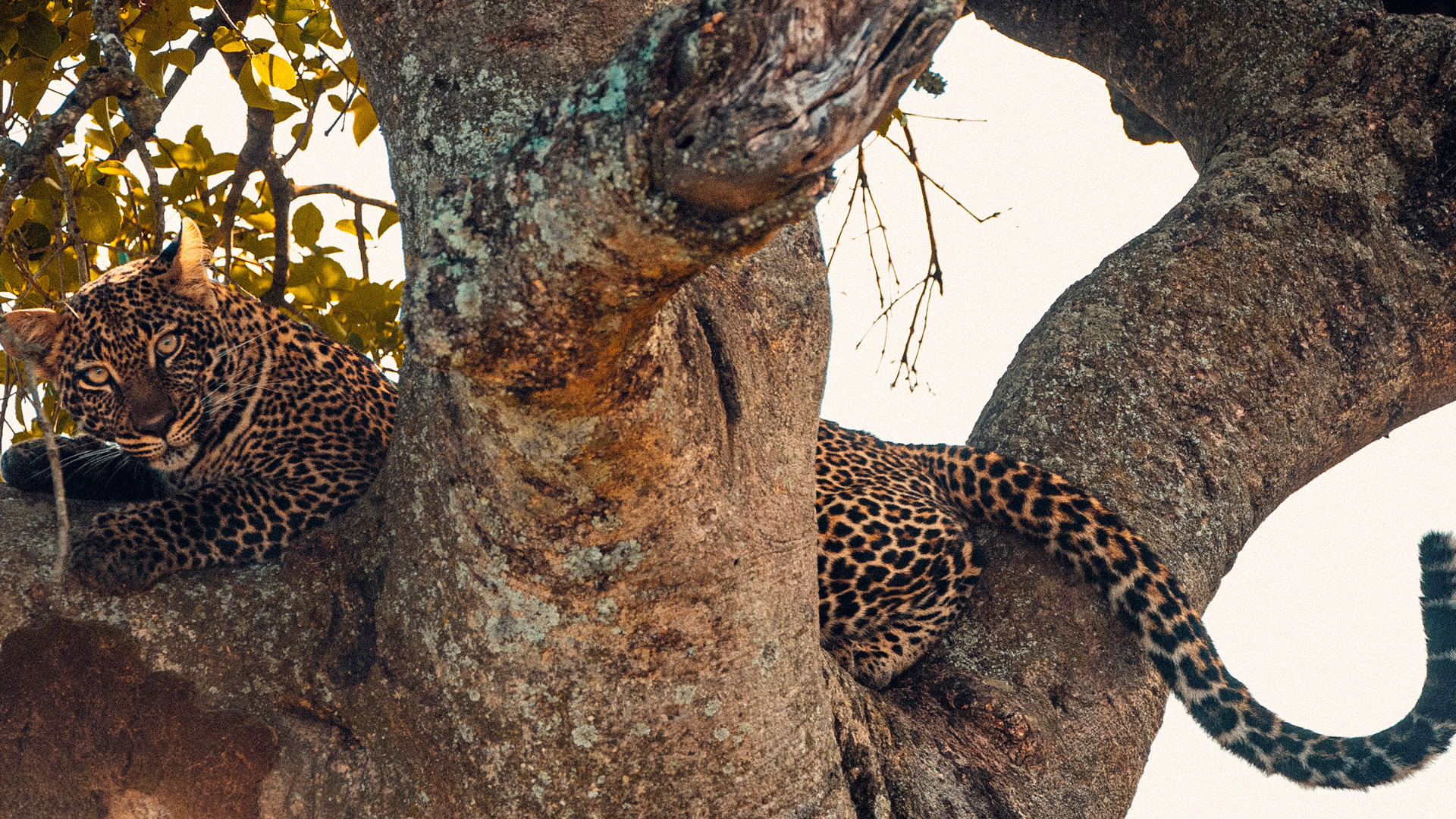10 Days Tanzania Southern Adventure