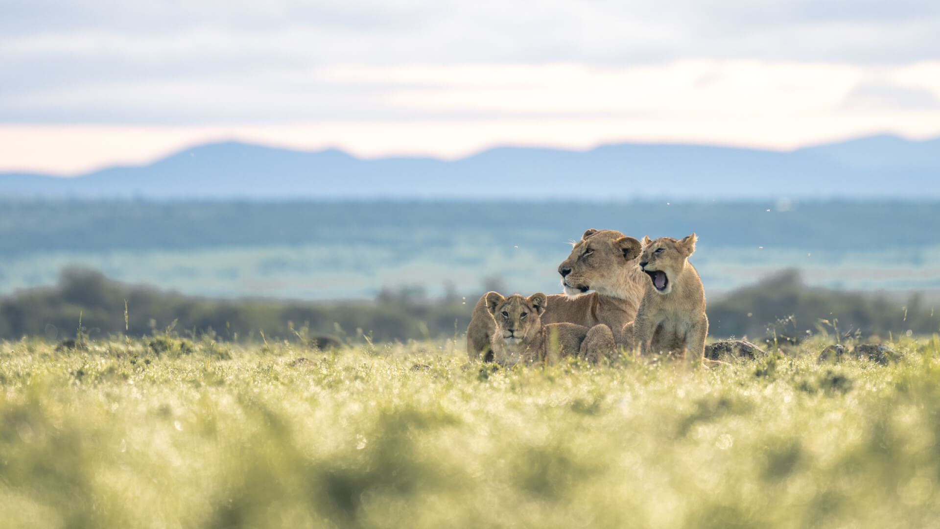 12 Days Family Savannah Retreat