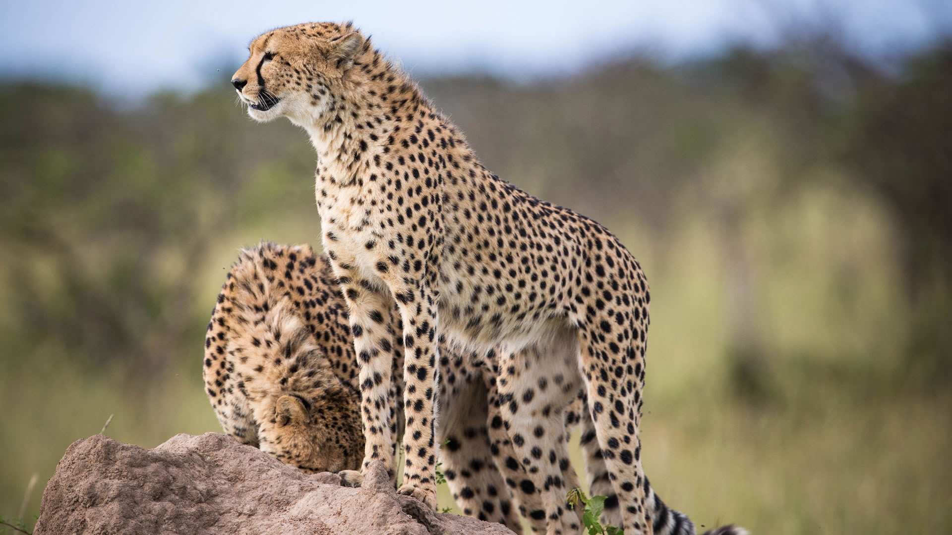 9 Days African Horizons Expedition