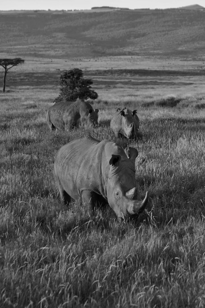 wildlife packages